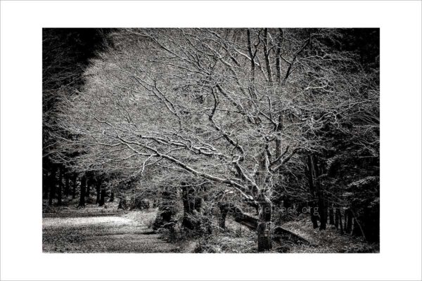 Baum im Winter 01 - Photographie: Frank Schindelbeck